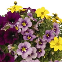 Case mai bune și grădină 10 Multi Color Calibrachoa Live Plant Pot