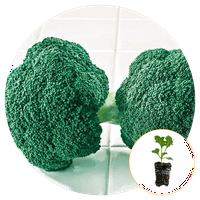 Ferry-Morse Plantlings plante vii pentru copii 1-3in. Destiny Broccoli, Pachet De 6