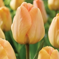 Van Zyverden Tulip Daydream, Bulb De Flori Latente, Plin Soare, Portocaliu, Anual