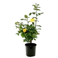 Expert Grădinar În Aer Liber Live Plante Galben Trandafir Arbust 18-24 Înalt, 1. Oală De Galon
