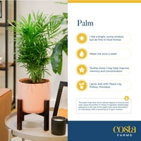 Costa Ferme plante cu beneficii Live 32in interior. Palmier de pisică verde înalt; plantă luminoasă, indirectă de lumină solară