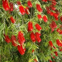 Simpson pepiniere 12 Red Bottlebrush plante vii cu ghiveci