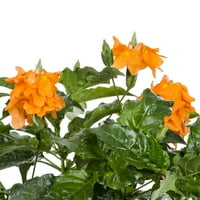 Case și Grădini mai bune 2,5 QT plante vii Orange Crossandra