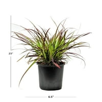 Expert grădinar în aer liber Live Plant Pennisetum Rubrum Purple Fountain Grass Burgandy 2.5 QT, plin soare